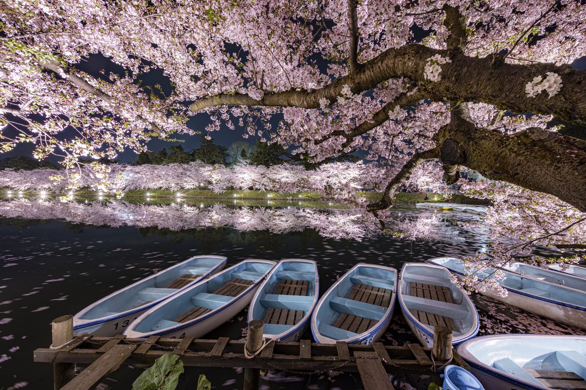 これが弘前の🌸
この一瞬の景色がたまらんよね🤤