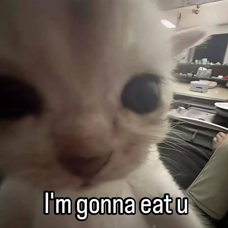 cats 🐈 tweet media