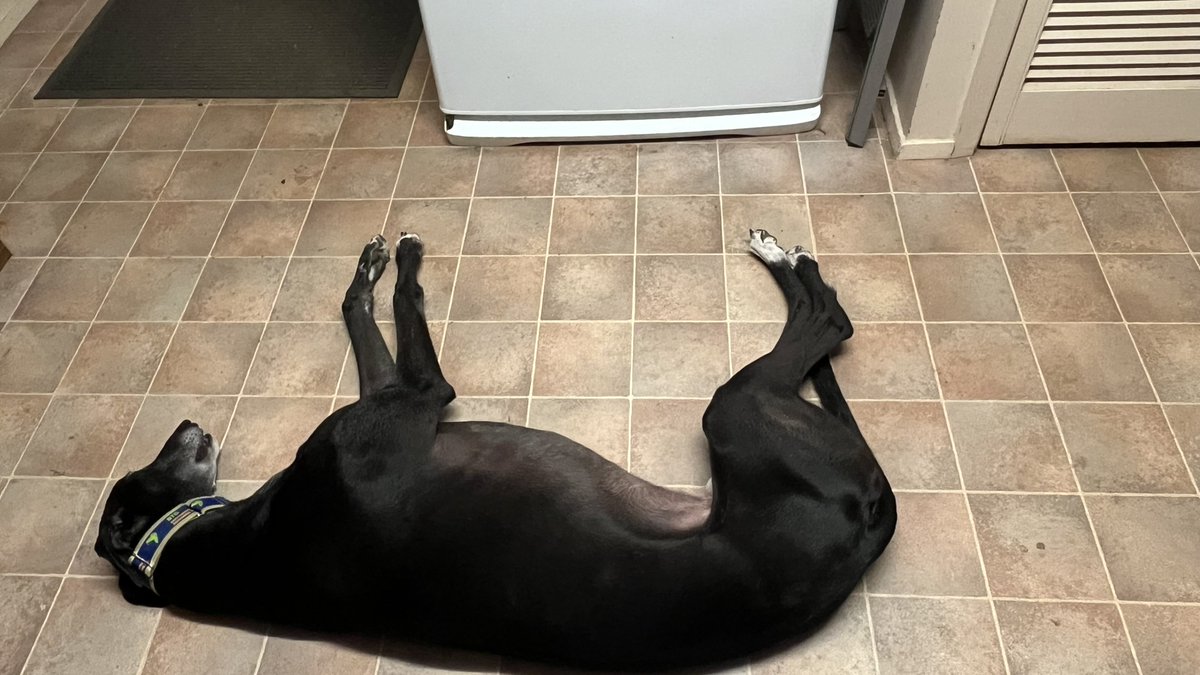 Amy, Bruno, 🌈Kenny & 🌈Jaynie the Greyhounds tweet media
