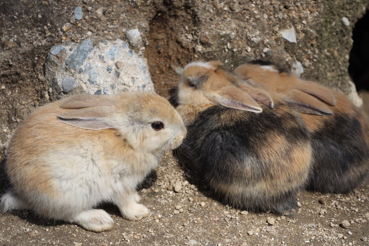 daiichi18's tweet photo. 数年ぶりに行ってきた大久野島🐰
春だからか子ウサギが多くいた。
朝イチの船で行ったらウサギが空腹なのか、わらわら寄ってきて人参にかじりついていた☺昼前にはもう満腹なのか、見向きもされなくなった😂

＃cx3　＃広島県　＃うさぎ島 https://t.co/ZeKo0yTAXL