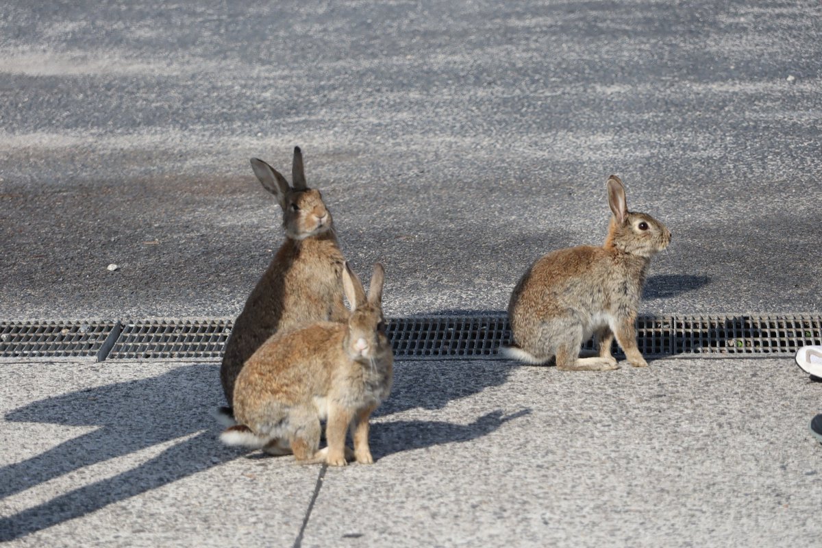 daiichi18's tweet photo. 数年ぶりに行ってきた大久野島🐰
春だからか子ウサギが多くいた。
朝イチの船で行ったらウサギが空腹なのか、わらわら寄ってきて人参にかじりついていた☺昼前にはもう満腹なのか、見向きもされなくなった😂

＃cx3　＃広島県　＃うさぎ島 https://t.co/ZeKo0yTAXL