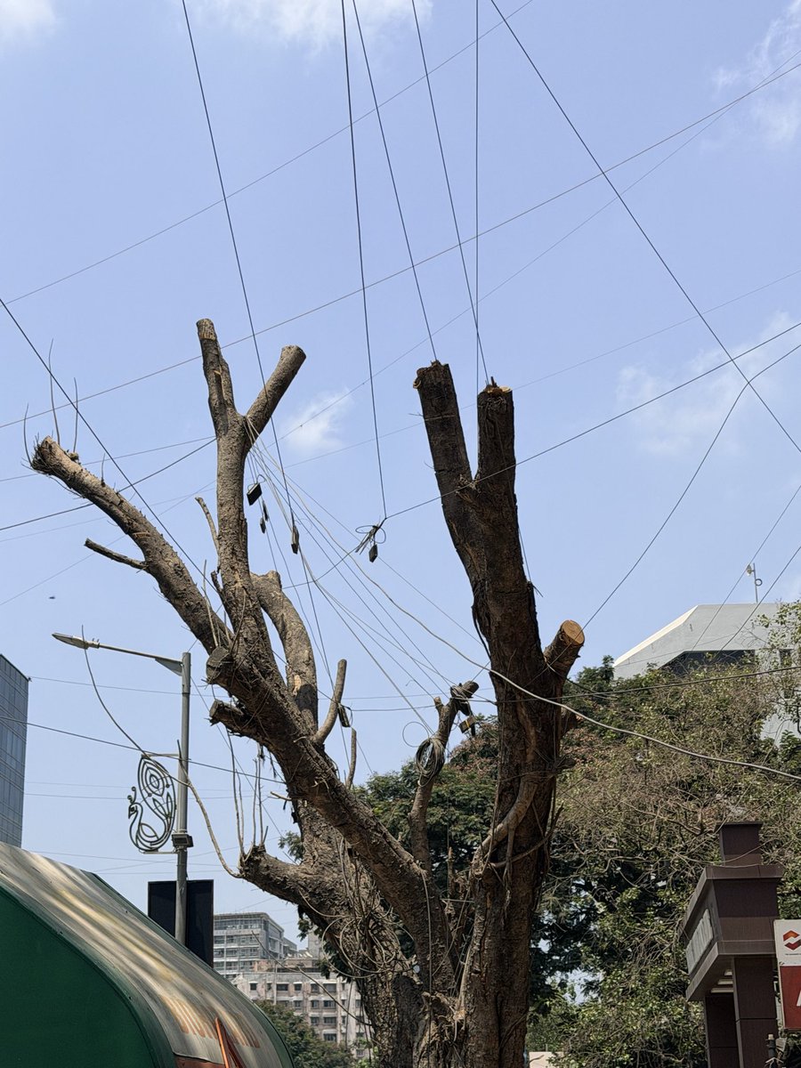 freedomissome's tweet image. Who calls this trimming? This is as good as cutting off the tree. Now tell me why will there not be any heat wave in this city/country? Can #BMC please explain who is accountable for this?

@mybmcWardN @TawdeRitu @ramkadam @UNFCCC