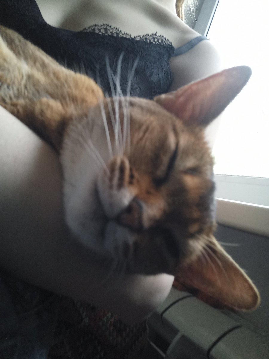 Кошечка сидит моя спит на мне🥺🥺🥺😍😍✋️🙏👍💗💗💗💗💗🙏