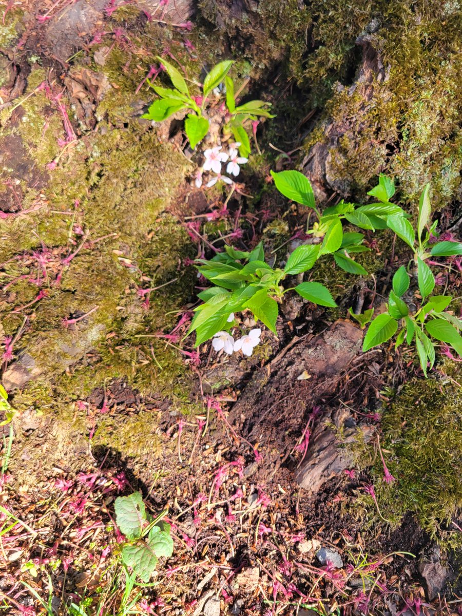 nuekann's tweet photo. 弘前桜祭 https://t.co/Jvy8ydrgyh