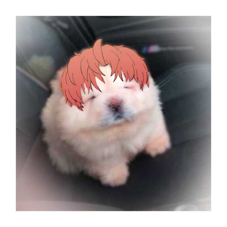 Yadayox4's tweet photo. Puppy https://t.co/4gbvsj6SOp