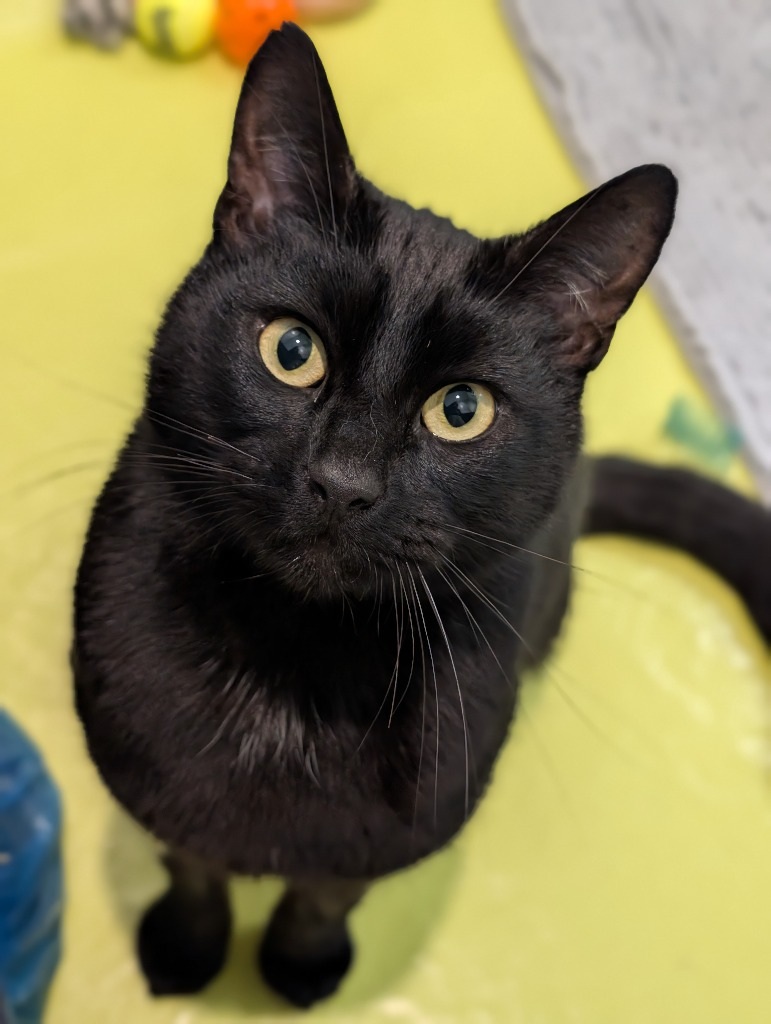 cotsdogscats's tweet image. Black cats like Jerry are often overlooked, despite being just as loving, playful, and full of personality as any other cat 🖤

When you play our lottery, 50p from each ticket helps animals like Jerry every day.

Play Today: cotswoldsdogsandcatshome.org.uk/lottery/

#Lottery #BlackCat