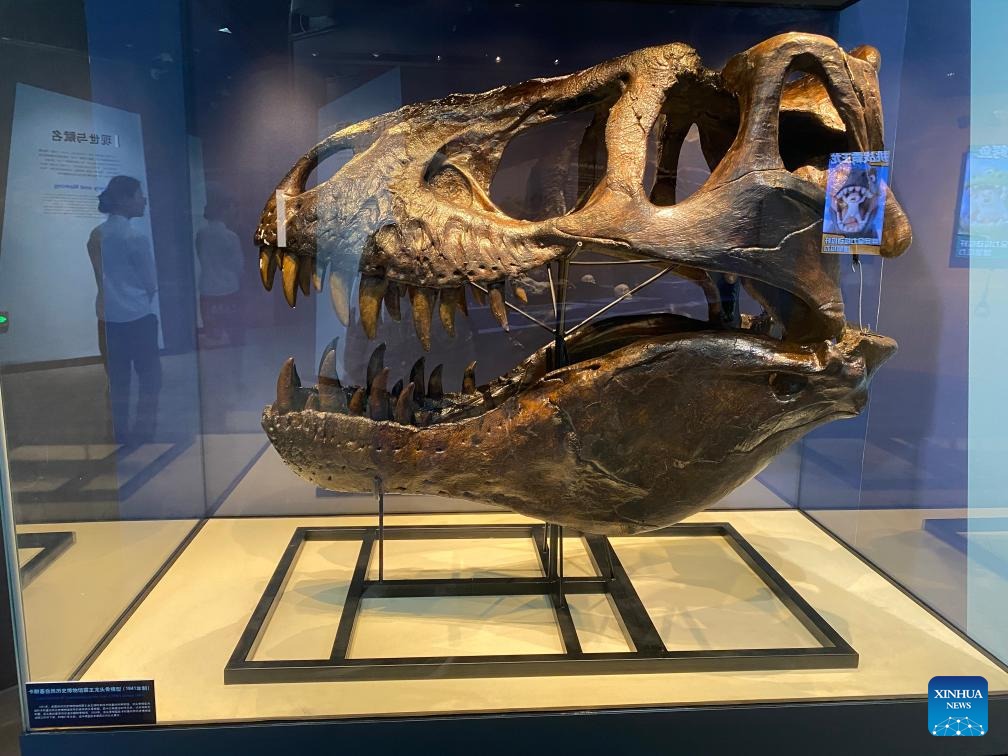 VoiceofPD's tweet image. "King of Dinosaurs" visiting Beijing in historic Chinese mainland debut

The "king of the #dinosaurs" has arrived in #Beijing. Notably, it didn't come alone.

"A Special Exhibition for the King of Dinosaurs," a blockbuster event that pairs two authentic Tyrannosaurus rex (T-rex)
