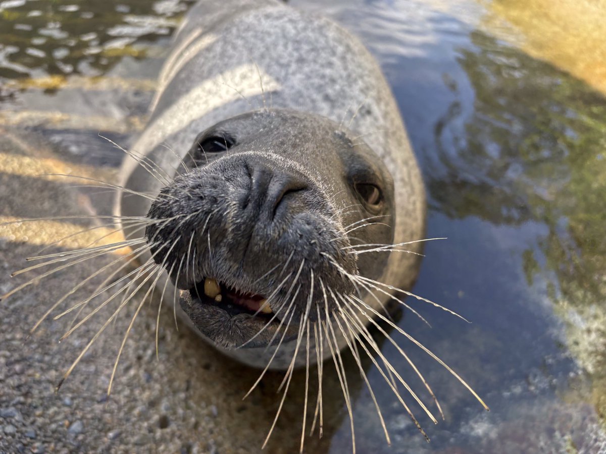 下田海中水族館 tweet media