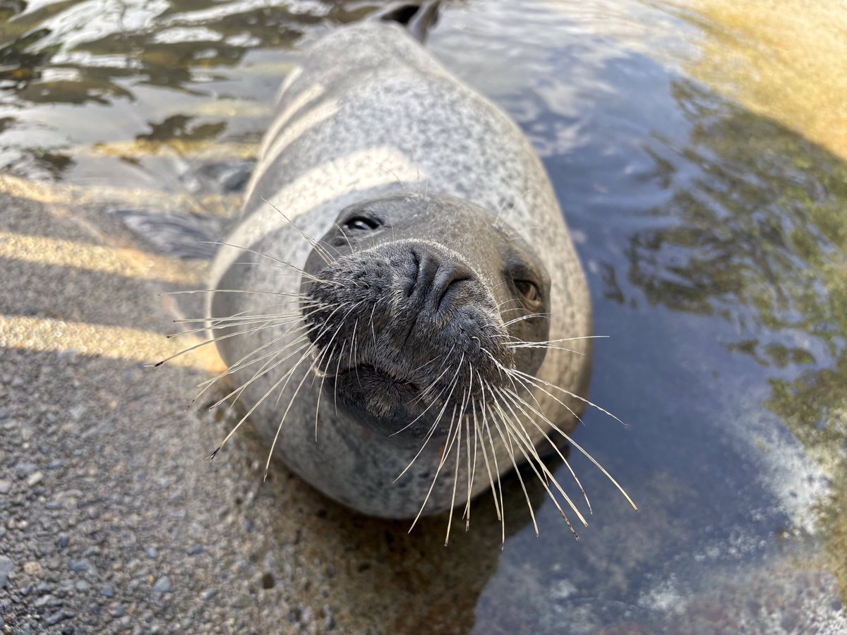 下田海中水族館 tweet media