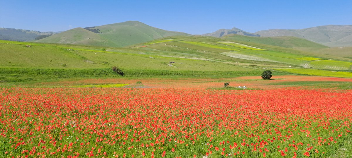 GaniMartin's tweet image. Blossoms of Castelluccio di Norcia, Italy
#Italy #Blossoms #Castelluccio #Umbria
Photo by Martin Gani