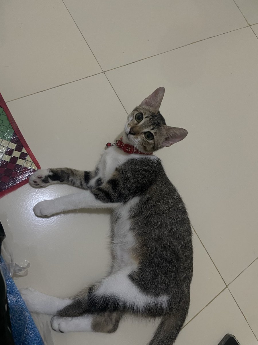 yan___io's tweet photo. @notyourbaedudee hai kak, aku ada ni betina dom congcat, alasan nya karena aku mau pulang, gabisa aku bawa :( free kok, nanti ada beberapa barang include https://t.co/FPfH3GqHeJ