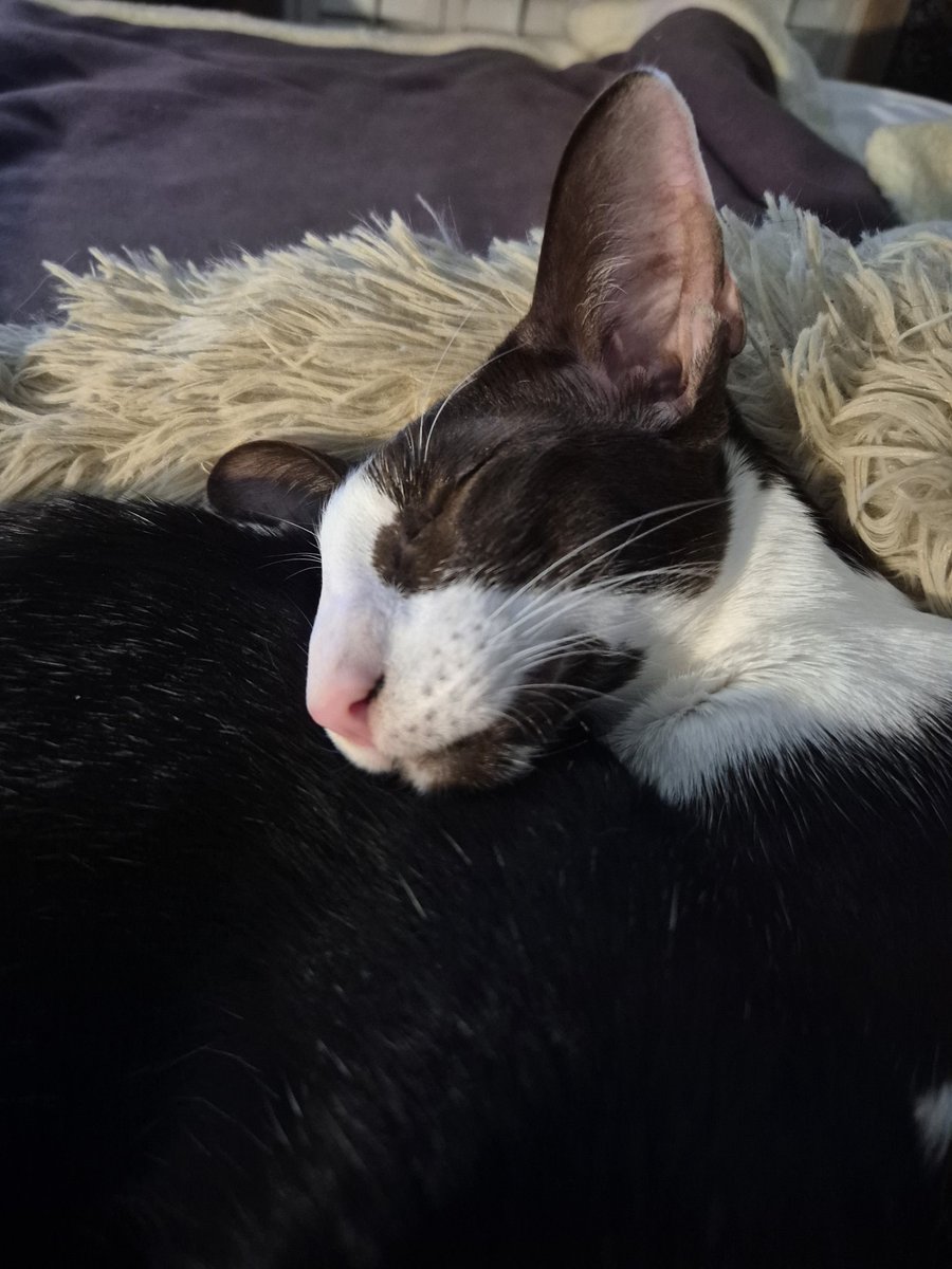 Catnip tweet media