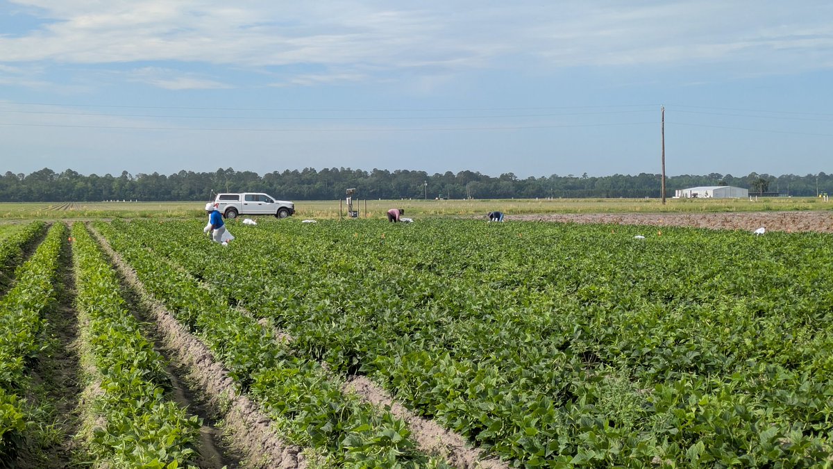 UF crop nematology tweet media
