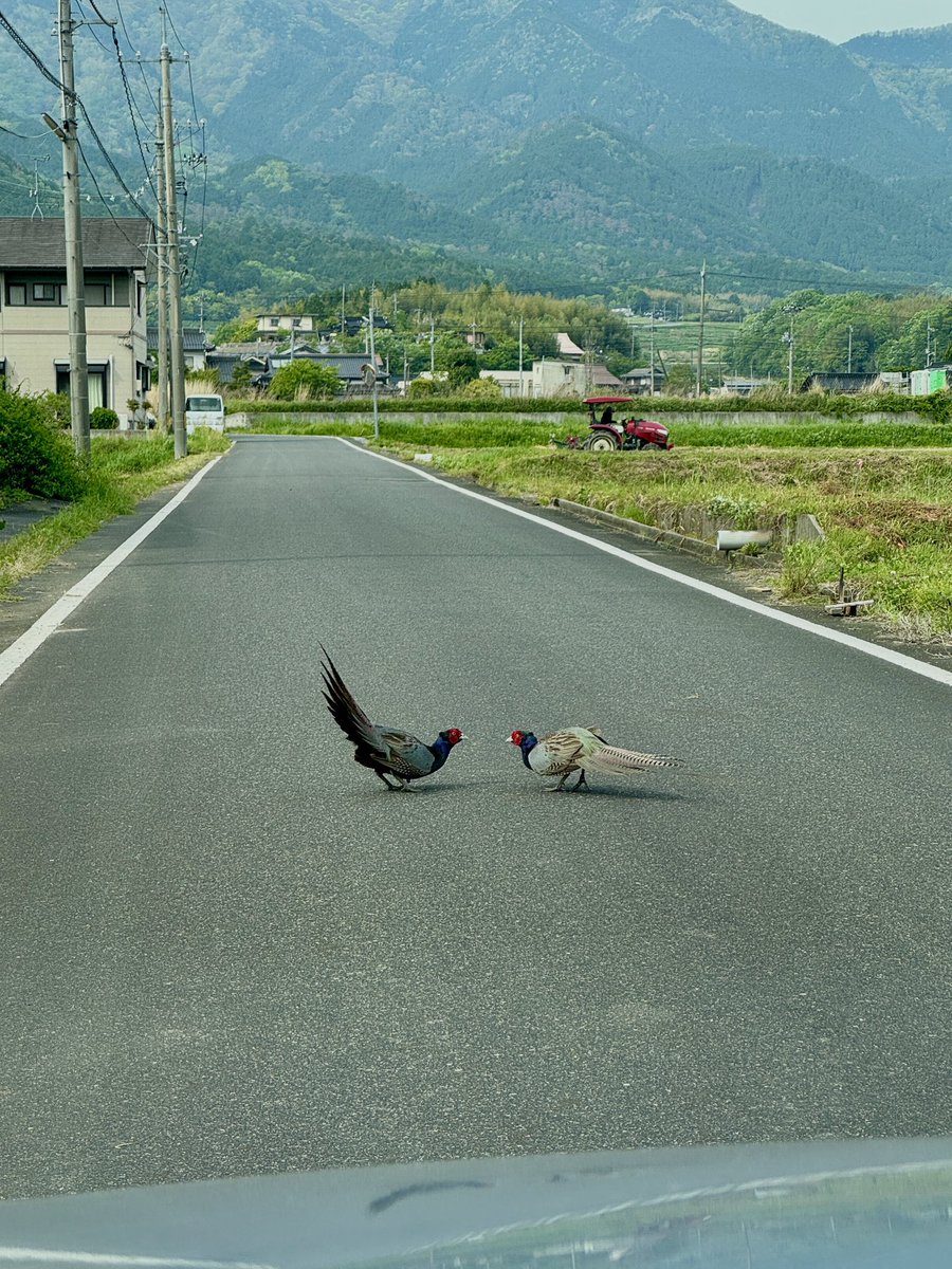 Hiro. tweet media