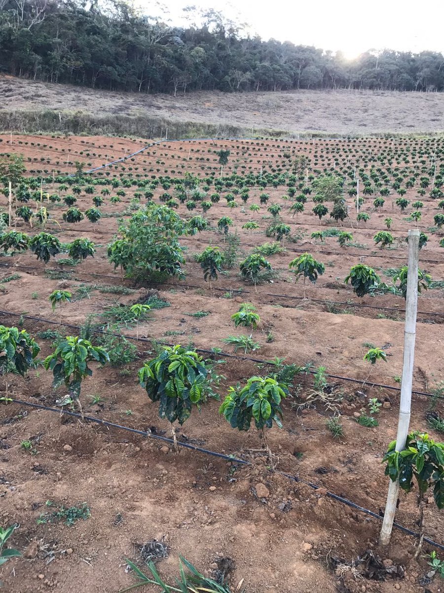 Agronomme_'s tweet photo. Over the past few days, I’ve been sharing a lot about coffee… and many of you asked for more technical, premium tips.

Good. Because coffee rewards those who go beyond the basics.

Here you go…. advanced tips for serious coffee farmers:

1. Manage Flowering, Don’t Just Wait for It

Coffee flowering is triggered by rain after a short dry period.

• Allow a brief dry spell
• Then ensure good moisture (rain or irrigation)

👉 This synchronizes flowering and gives uniform fruiting

2. Focus on Root Health First

Above-ground performance depends on roots.

• Apply organic matter regularly
• Avoid waterlogging
• Maintain loose, well-aerated soil

Weak roots = weak yields

3. Precision Pruning (Not Random Cutting)

Coffee needs structure.

• Remove old, unproductive branches
• Maintain 2–3 main stems per plant (depending on system)
• Open the canopy for light and airflow

👉 This directly improves yield and reduces disease

4. Nutrient Timing Matters

Don’t just apply fertilizer — apply it at the right time.

• Before flowering → support bud development
• After fruit set → support bean filling

Balance nitrogen, phosphorus, and potassium properly.

5. Shade Management Is a Strategy

Too much shade reduces yield.
Too little increases stress.

👉 Maintain moderate shade to balance growth and productivity.

6. Mulching Is Non-Negotiable

• Conserves moisture
• Improves soil structure
• Supports microbial life

This is a long-term investment, not decoration.

7. Pest and Disease Discipline

Coffee berry borer and leaf rust don’t forgive delays.

👉 Regular scouting + early action = crop saved

8. Harvesting Precision

Don’t mix ripe and unripe cherries.

• Pick only red, ripe cherries
• Multiple pickings if necessary

👉 This improves quality and market price

Final Truth

Coffee farming at a basic level gives you survival.
Coffee farming with precision gives you profit.

If you want premium results, you must manage every stage intentionally.