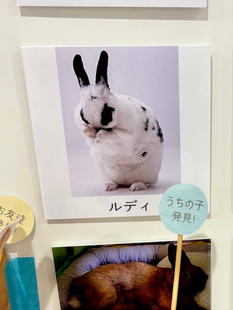 シガル @武蔵小山駅前店５月末迄❗️フランス好きのうさぎ雑貨店🐇💕✨ tweet media