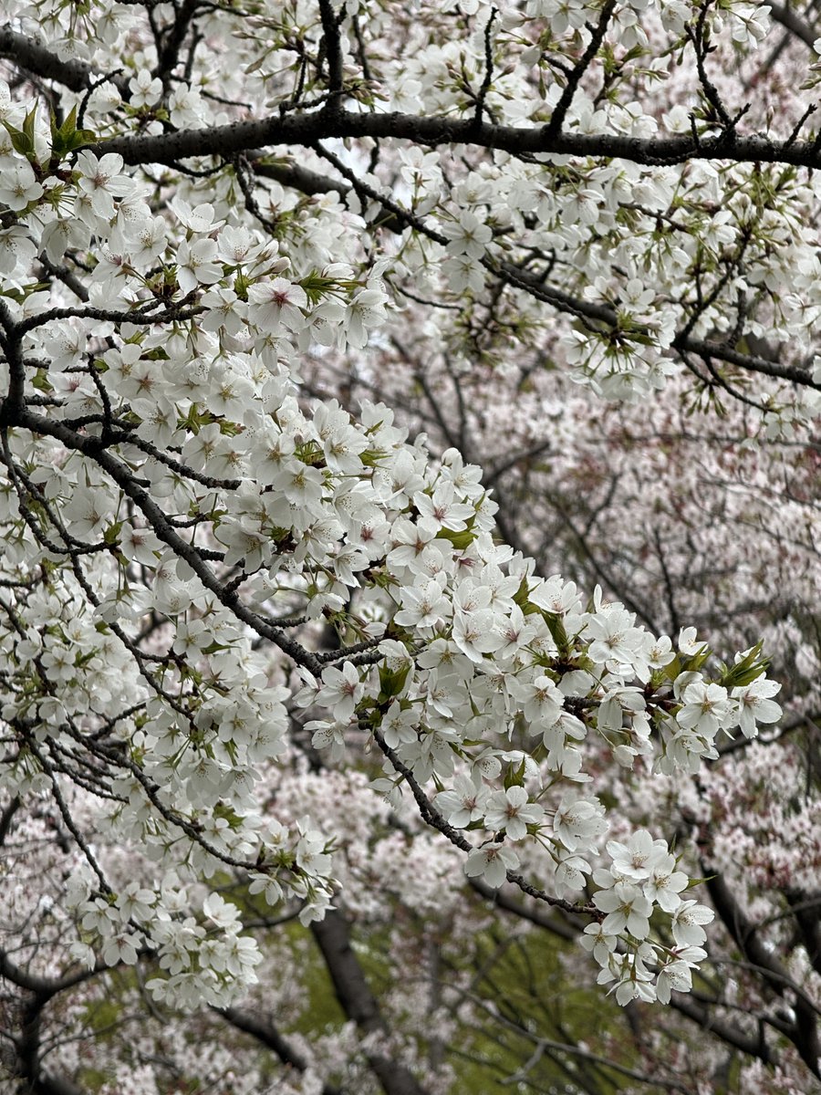 SimbaChan2's tweet photo. @chowtingagnes 桜を見るために日本に来られるなら、観光客の少ないエリアをいくつかご紹介できます。心穏やかに過ごせる素敵な場所もありますよ。もうすぐ夏ですね。少し大変かもしれませんが、頑張ってください。 https://t.co/DuDNrmI43l