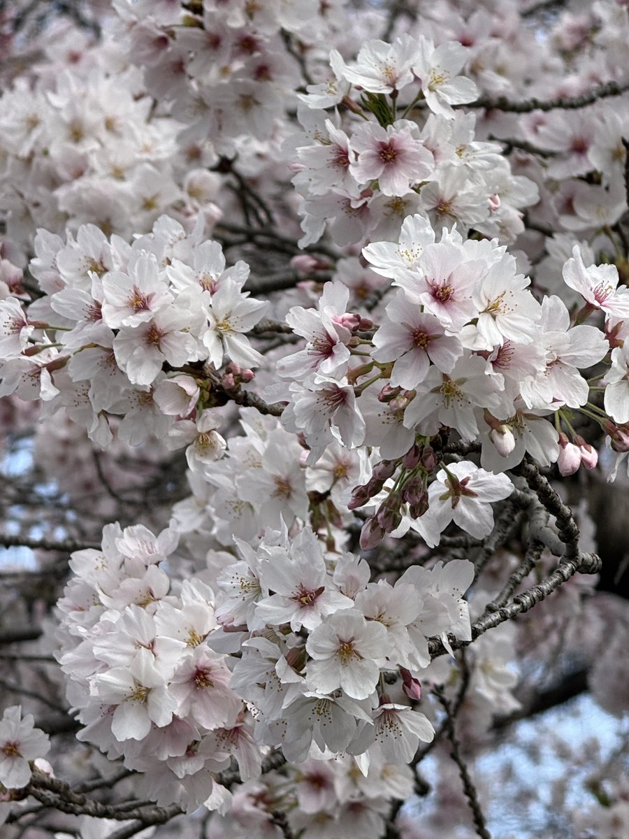 SimbaChan2's tweet photo. @chowtingagnes 桜を見るために日本に来られるなら、観光客の少ないエリアをいくつかご紹介できます。心穏やかに過ごせる素敵な場所もありますよ。もうすぐ夏ですね。少し大変かもしれませんが、頑張ってください。 https://t.co/DuDNrmI43l