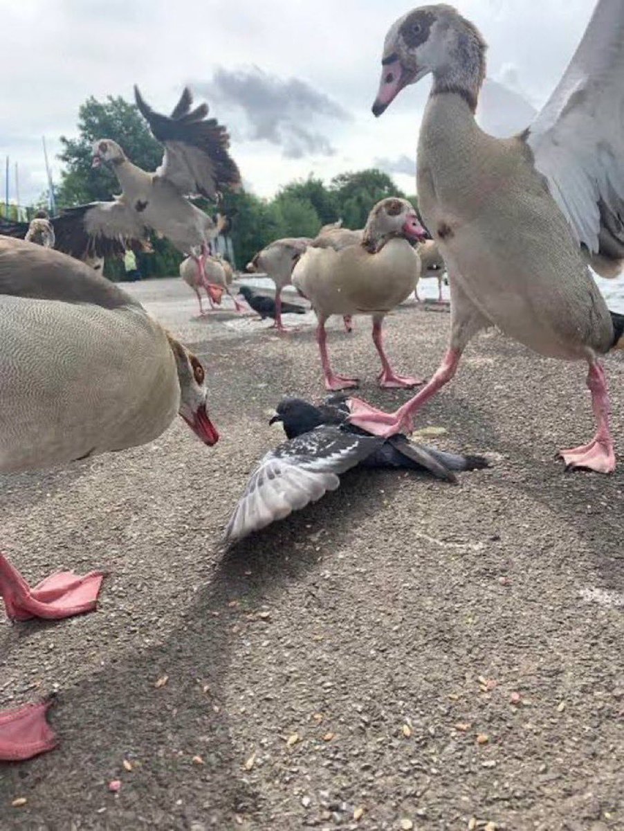 NaFreshDeyTrend's tweet photo. Nobody:

SS3 boys when an SS2 student mistakenly enters their class: https://t.co/yRmniM3EZG