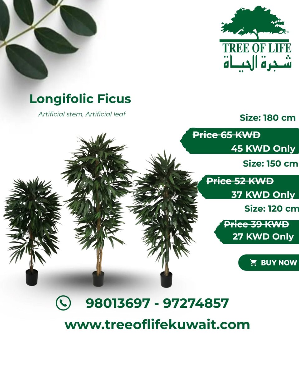 treeoflifekwt's tweet photo. #ficustree #ElegantDesign #MinimalAesthetic #GreenVibes #LuxuryLifestyle
#ModernLiving #specialoffer #newhouse #furniture #greenwallkuwait #plantwork #plant #treework #kuwaitoffer #bestoffer #maintenance #megaoffer #Treeoflifekuwait #Treekuwait #Plantkuwait #Artificialplant https://t.co/7lQDIjwoe1