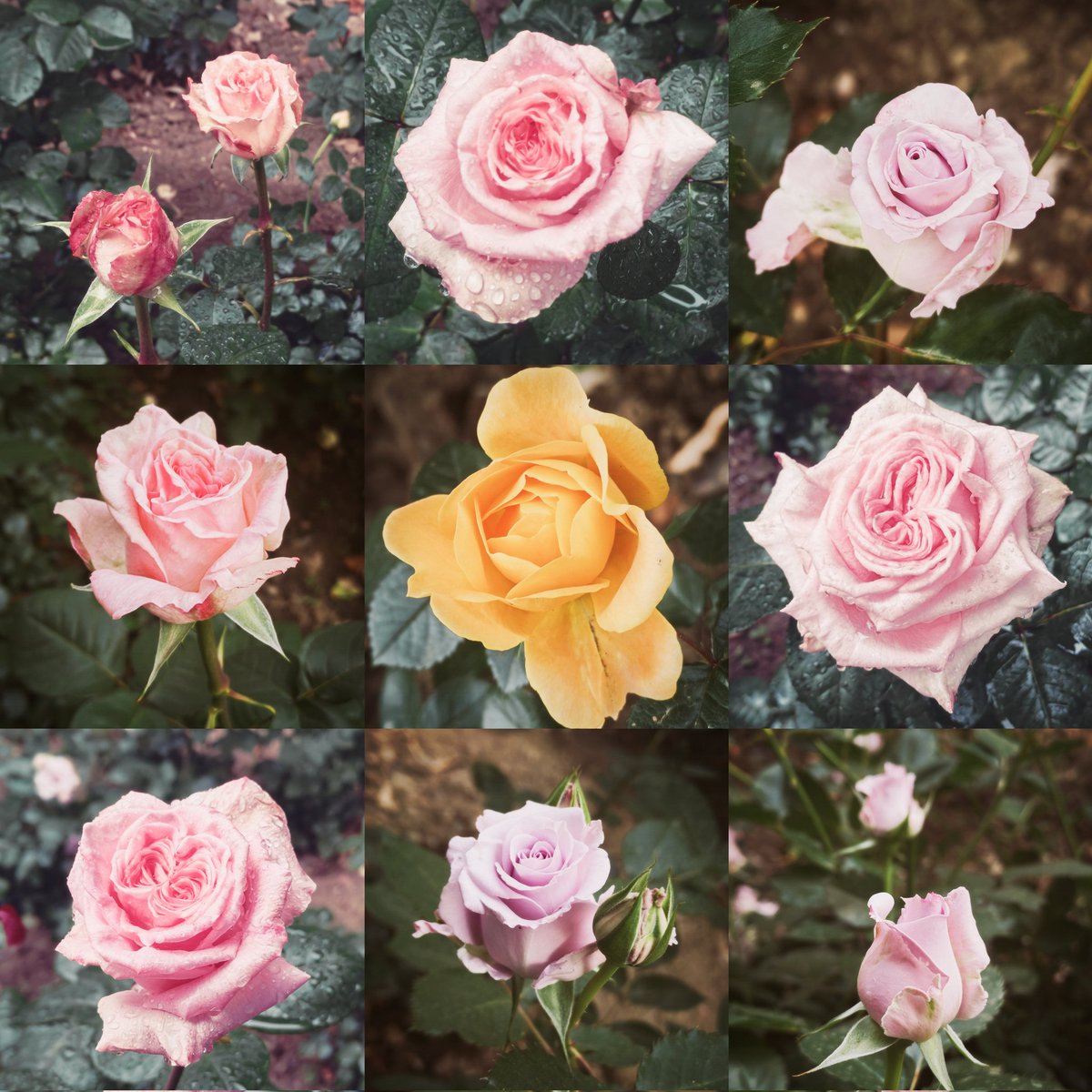 I_AM_RIRIKO_'s tweet image. 雨とバラ最高
#花 #写真 #photo