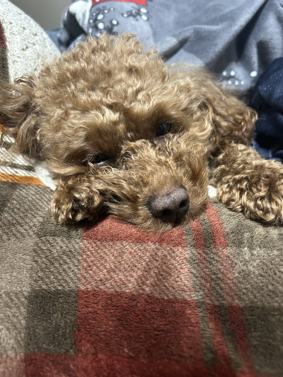 rabbit4146's tweet photo. かわ余🥺 https://t.co/guN7LuouEz
