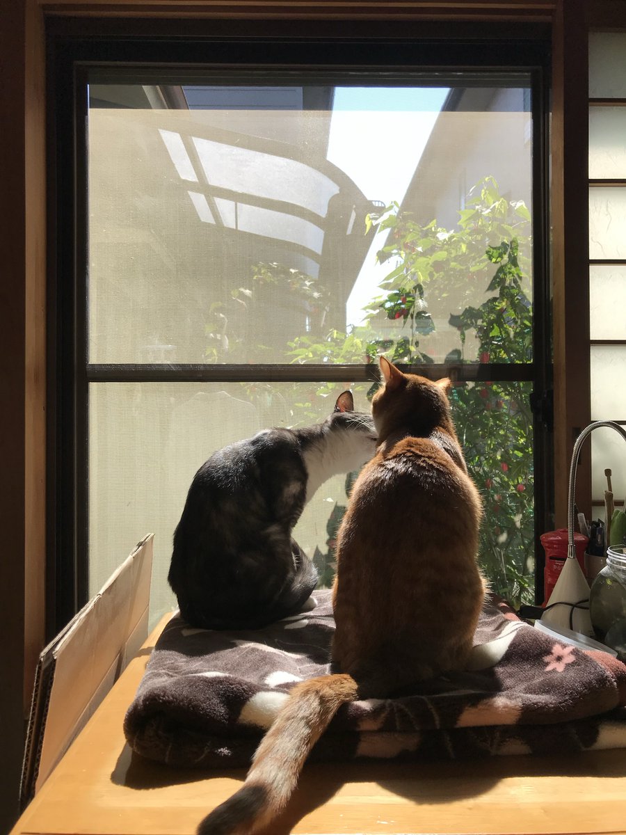 kimagurewface's tweet photo. グレが旅立って一年経っちゃいました
ほんと可愛い猫だったなぁ https://t.co/xRWiBbJ0am