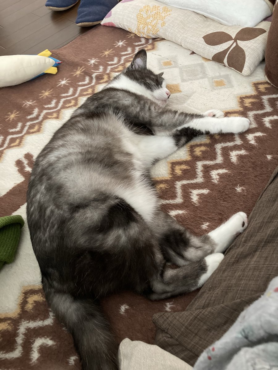 kimagurewface's tweet photo. グレが旅立って一年経っちゃいました
ほんと可愛い猫だったなぁ https://t.co/xRWiBbJ0am