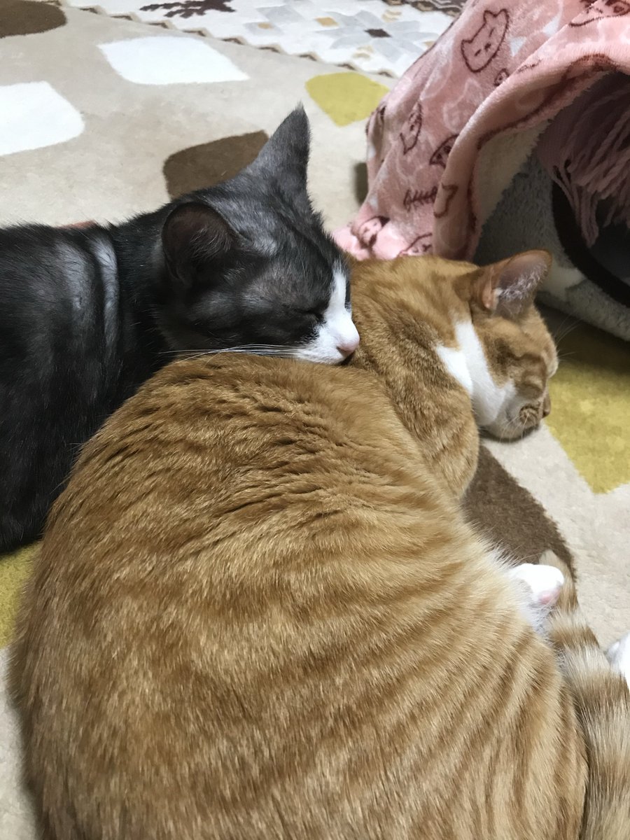 kimagurewface's tweet photo. グレが旅立って一年経っちゃいました
ほんと可愛い猫だったなぁ https://t.co/xRWiBbJ0am