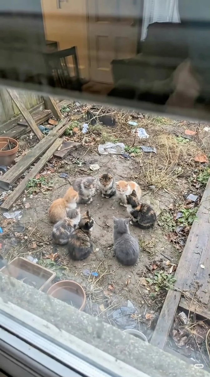 No Context Cats tweet media