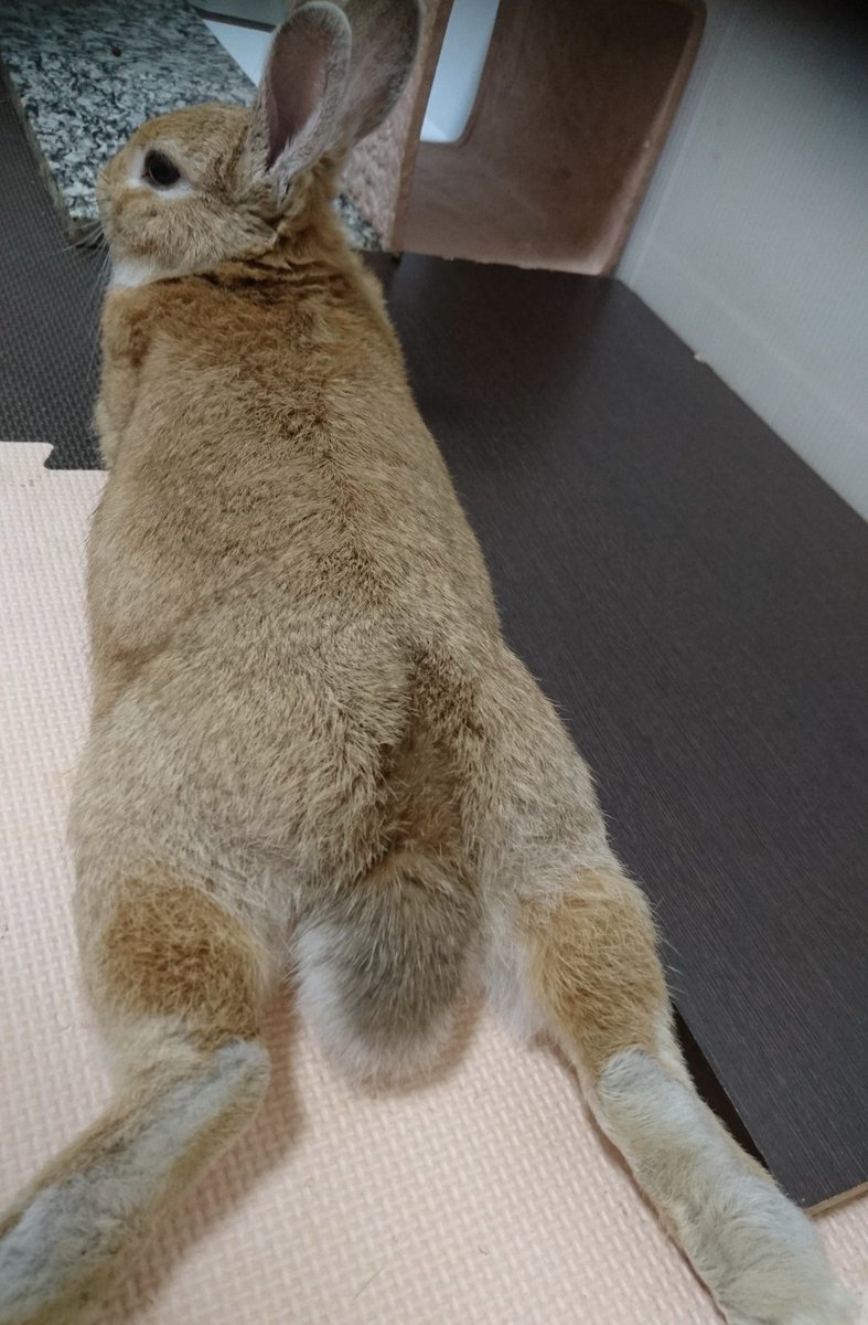 simon_ママモン tweet media