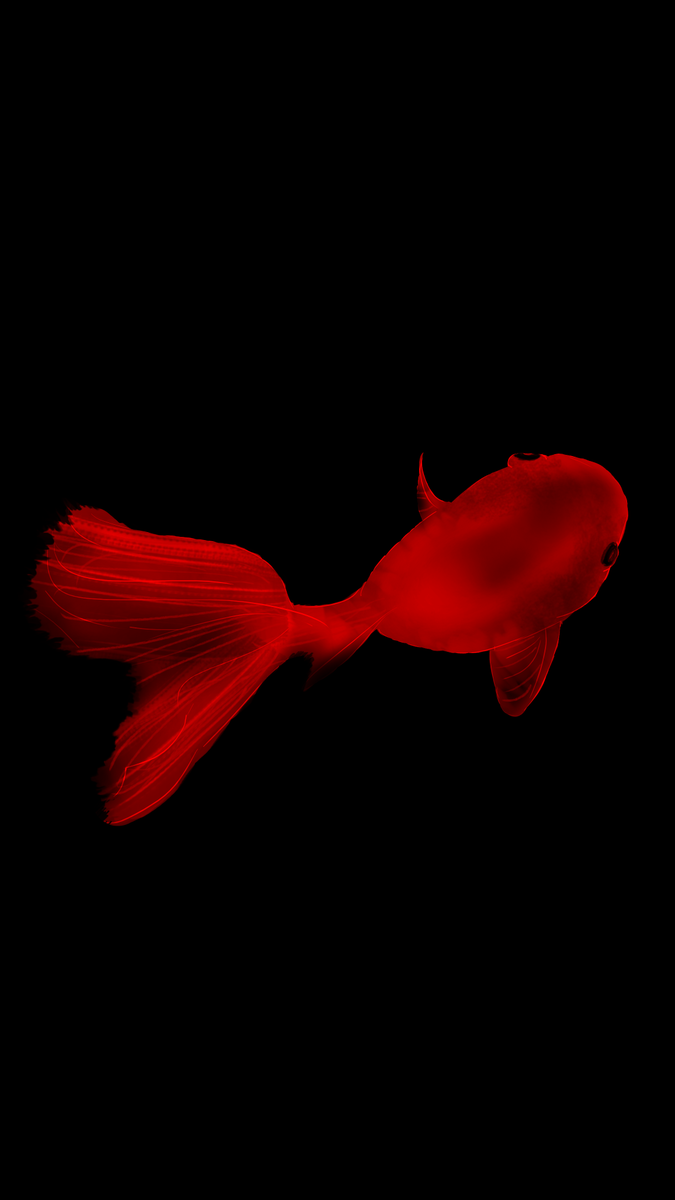 snew362175's tweet image. #bachiart #fish #fih