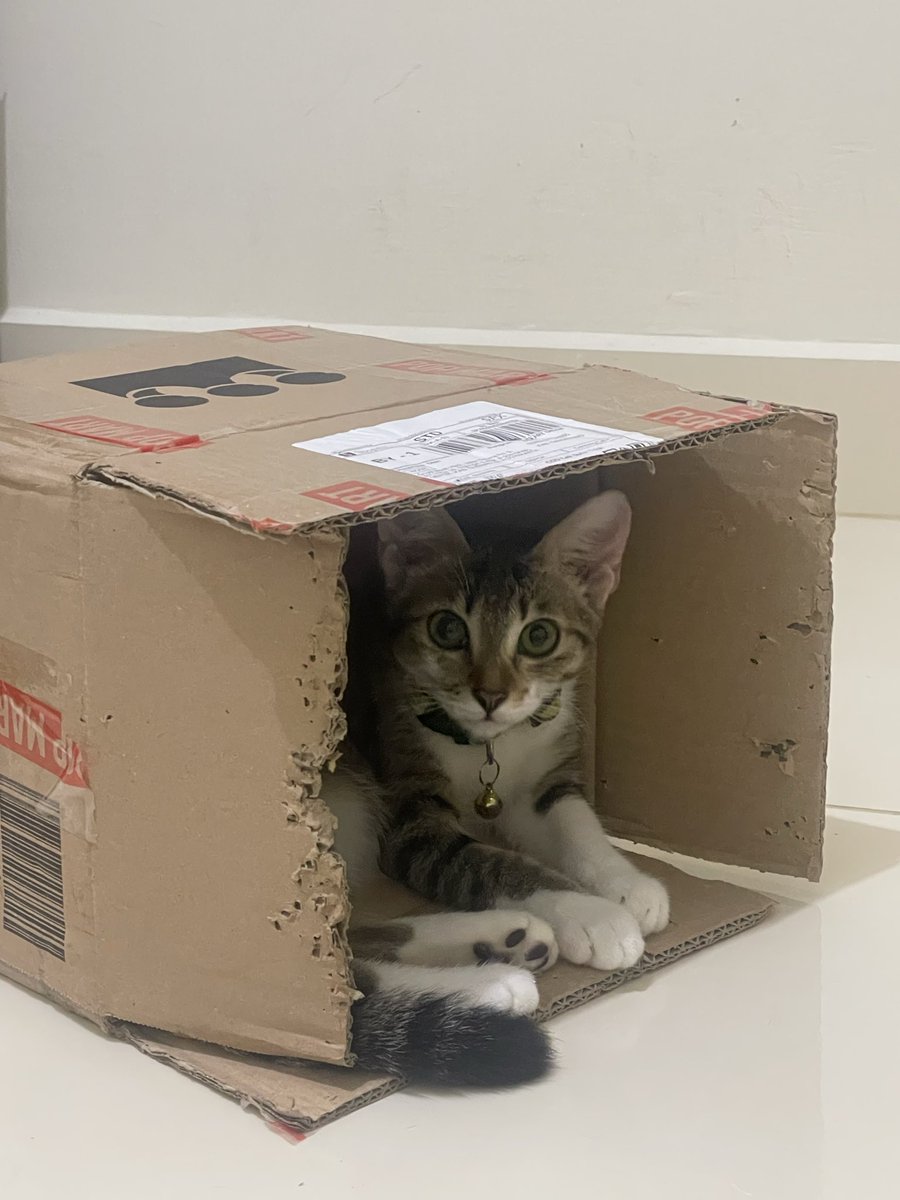 yan___io's tweet photo. bagi yang mau adopt kucing aku, free, dom jogja bisa dm aja ya. yang bertanggung jawab dan bisa ngerawat, karena dia introvert dan pemalu 🫶🏼 nanti beberapa barang include https://t.co/4xYqqXa4qF
