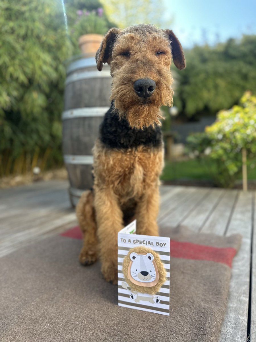 Frodo the Airedale 🇪🇺🇬🇧🇨🇦 tweet media