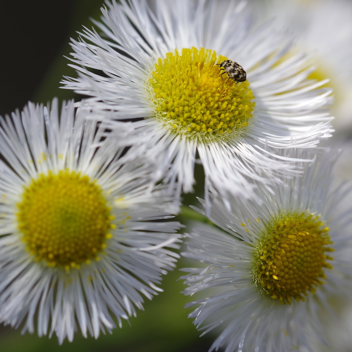 toshiyuki555's tweet image. こんな花の花粉だけ喰ってりゃいいのにな
ところで、最近、大粒の仲間をあまり見なくなったけど
みんなちゃんと喰ってるのか？
#Flickr &amp;gt; flic.kr/p/2saHgT9

#PENTAX K-1 Mark II
#RICOH HD PENTAX-DFA MACRO 1:2.8 100mm ED AW

#PHOTO #DP260502
#ヒメマルカツオブシムシ
#ハルジオン