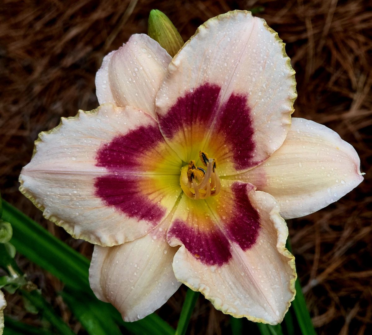 joelbennett096's tweet image. good morning #yellow #pink #candyred #daylilly #wineberrycandydaylilly