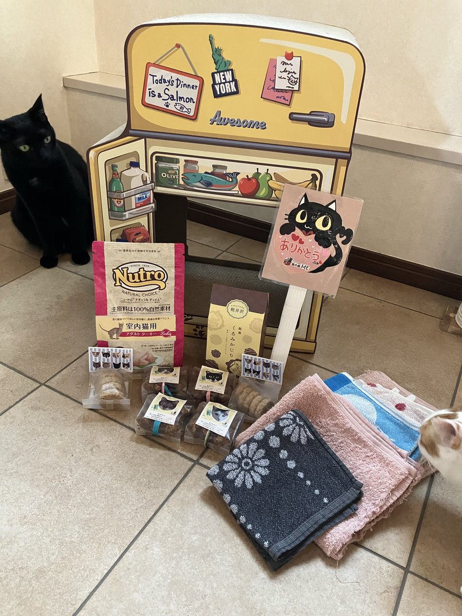 保護猫カフェ 猫の館ME◎人スタッフ tweet media