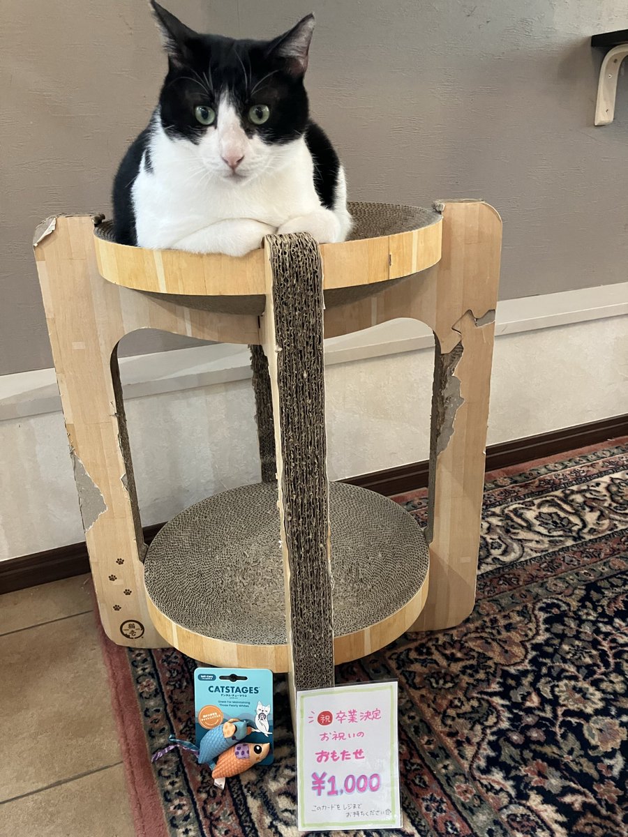 保護猫カフェ 猫の館ME◎人スタッフ tweet media