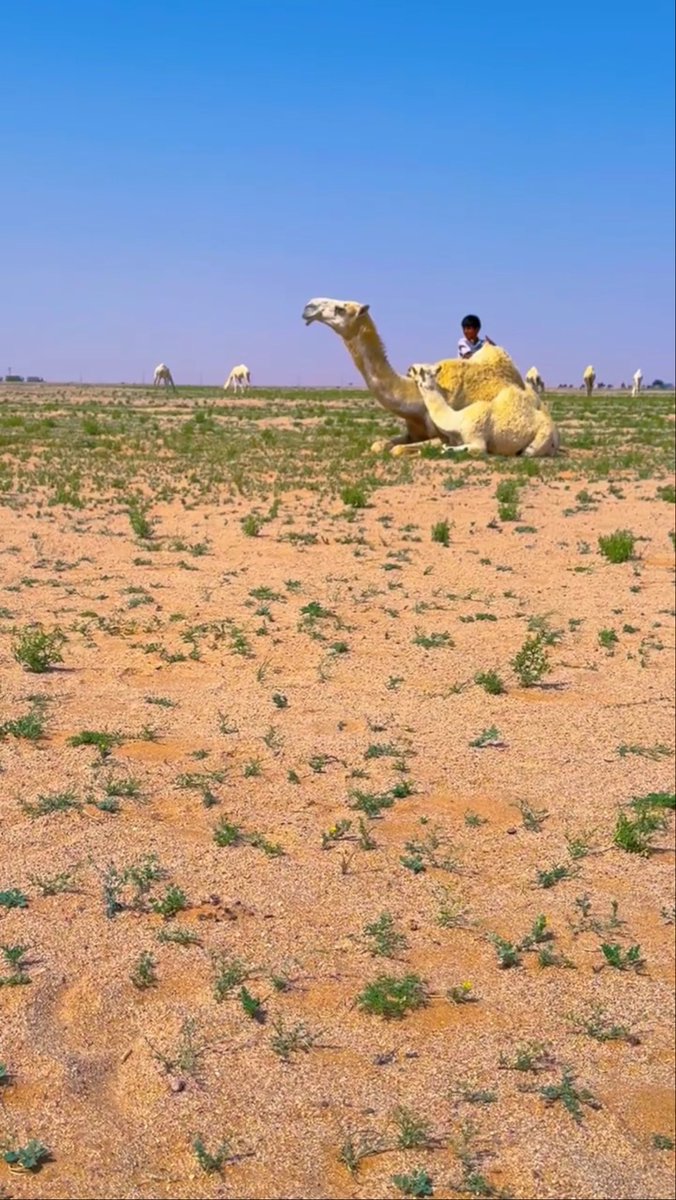 الصارم tweet media
