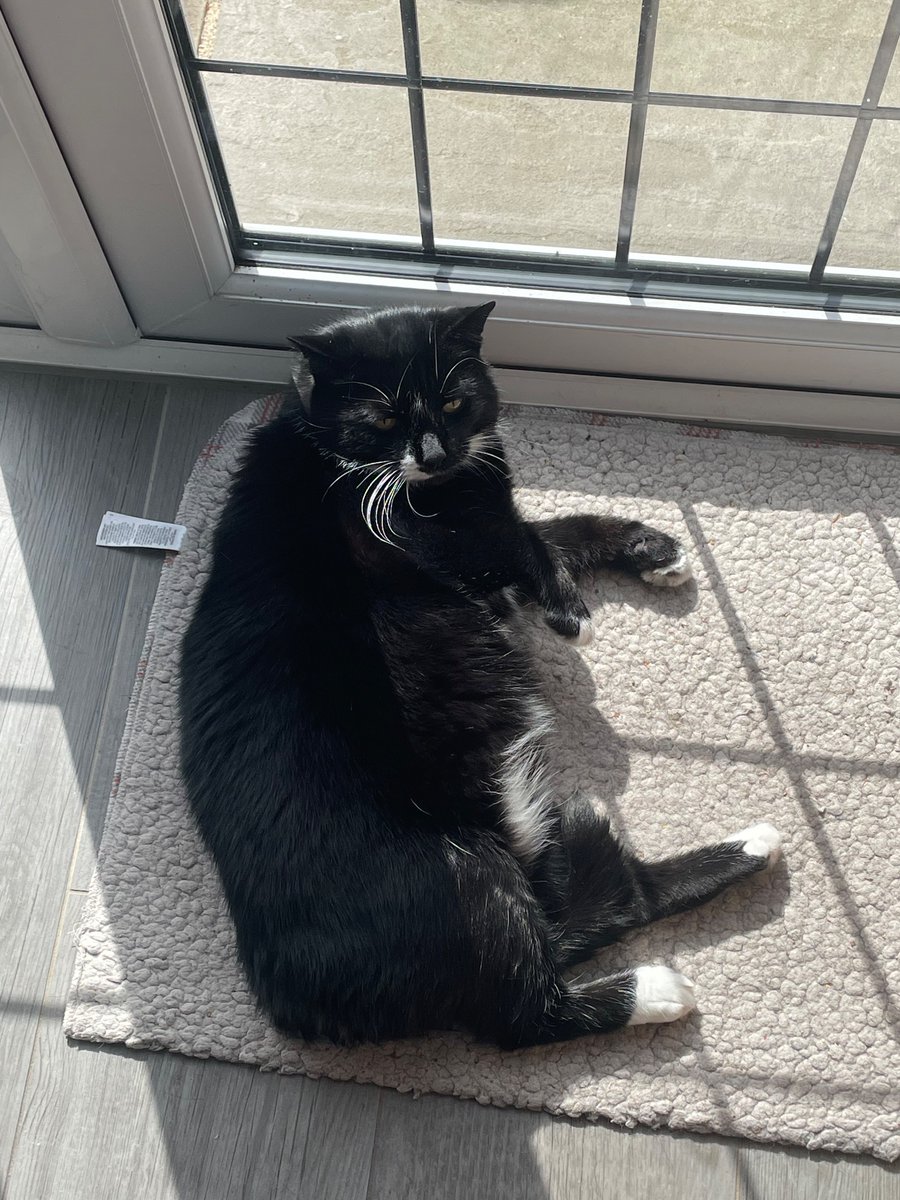 Mystic Queen of Maybe (Jan) & Teddy 🐈⬛ tweet media