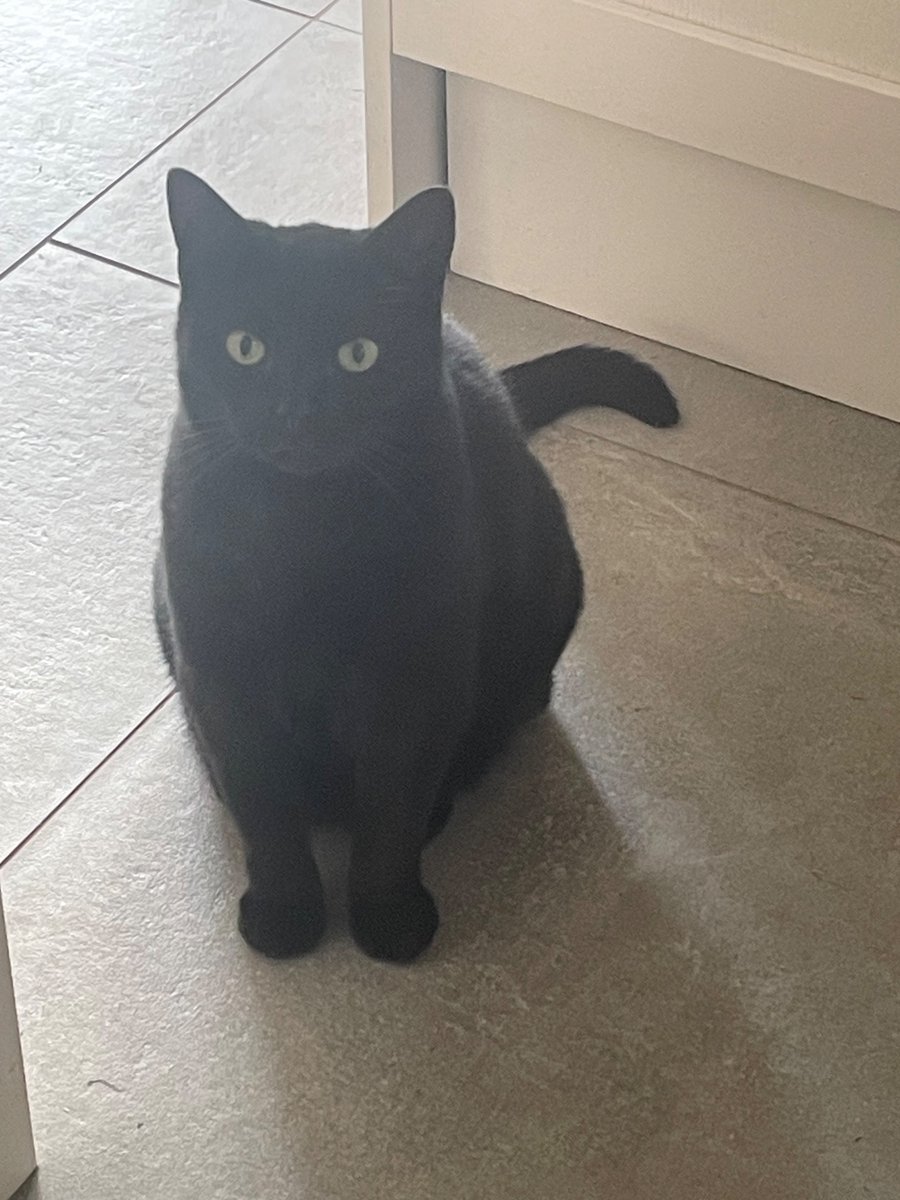 Mystic Queen of Maybe (Jan) & Teddy 🐈⬛ tweet media