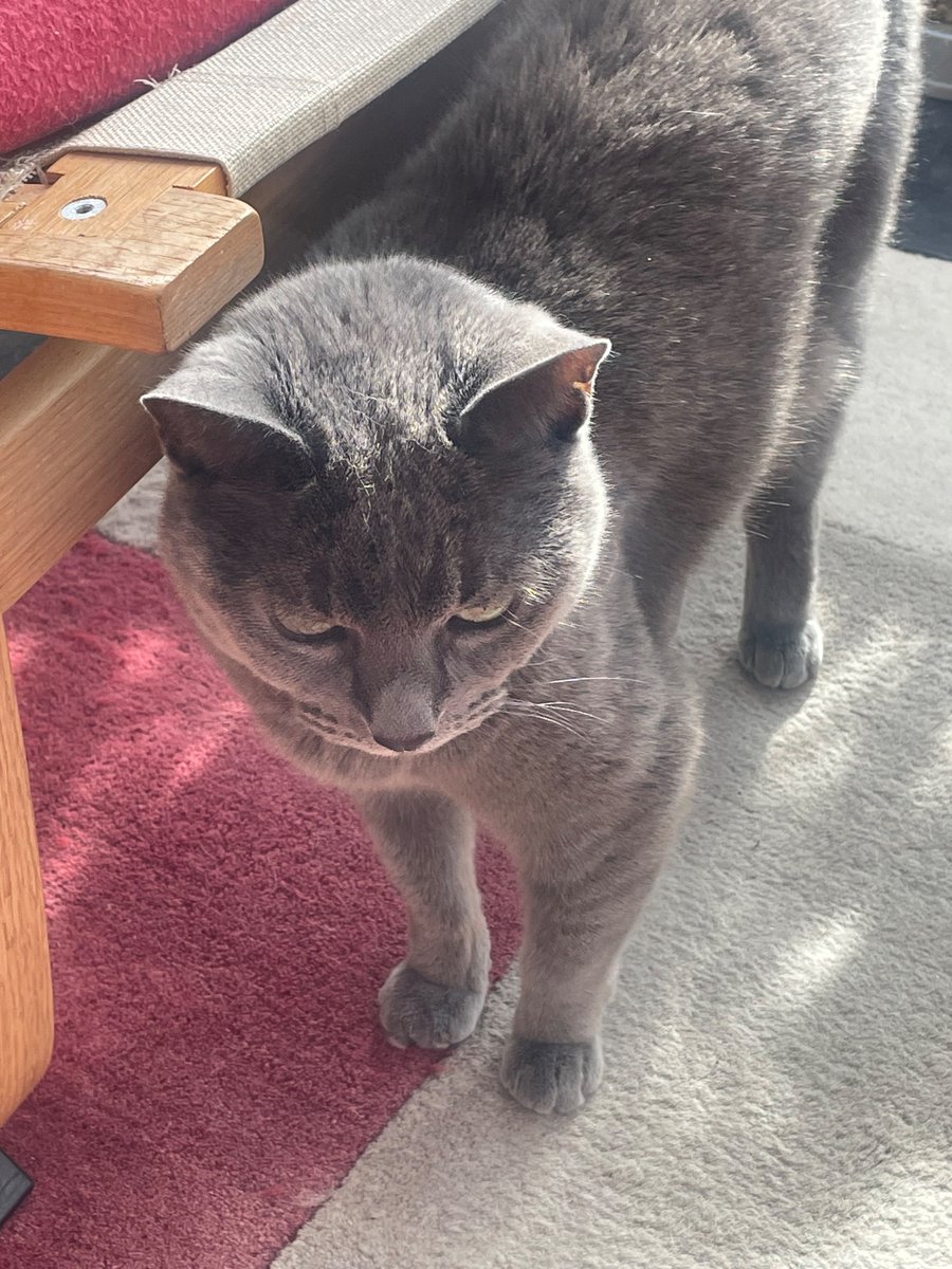 Mystic Queen of Maybe (Jan) & Teddy 🐈⬛ tweet media