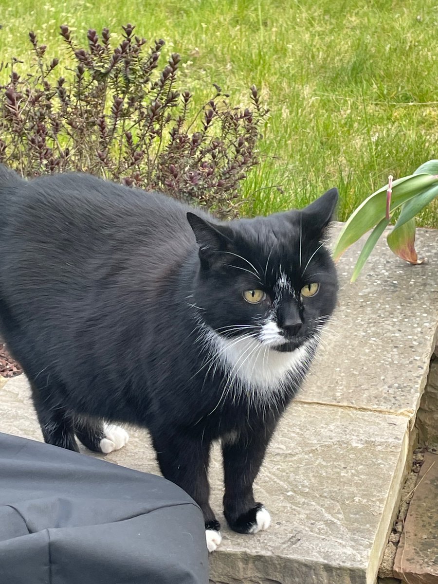Mystic Queen of Maybe (Jan) & Teddy 🐈⬛ tweet media