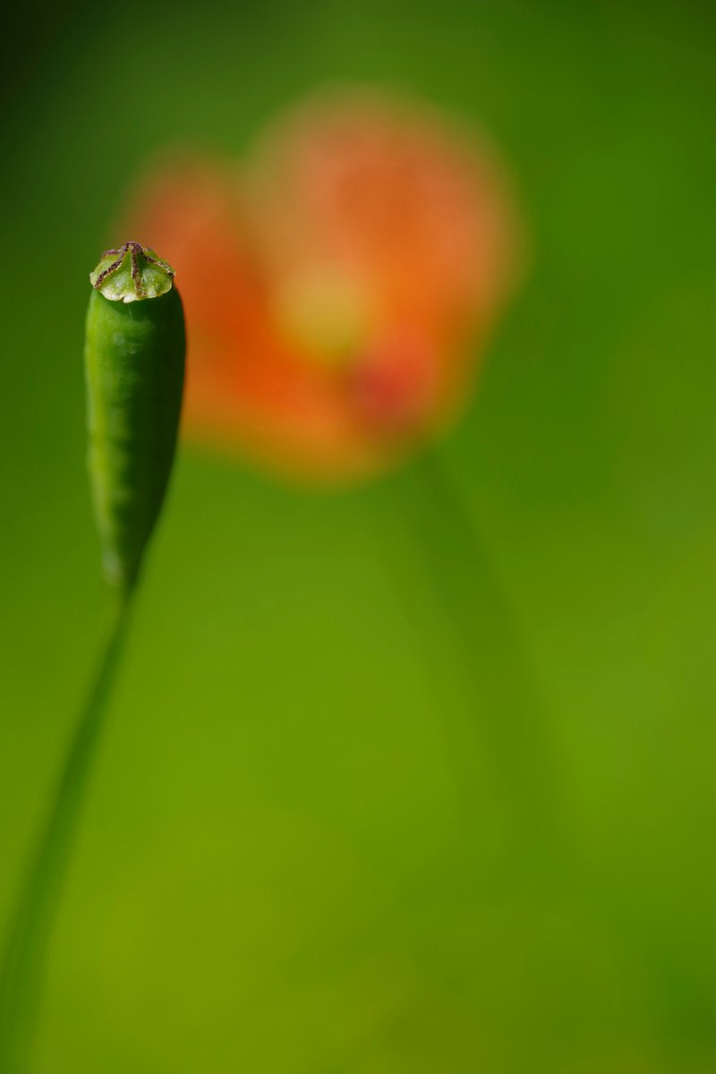 toshiyuki555's tweet image. あれがこうなる
That Turns Into This
#Flickr &amp;gt; flic.kr/p/2saHipL

#PENTAX K-1 Mark II
#RICOH HD PENTAX-DFA MACRO 1:2.8 100mm ED AW

#PHOTO #DP260502
#花 #花の写真 #花マクロ
#植物 #植物の写真 #植物マクロ
#ナガミヒナゲシ