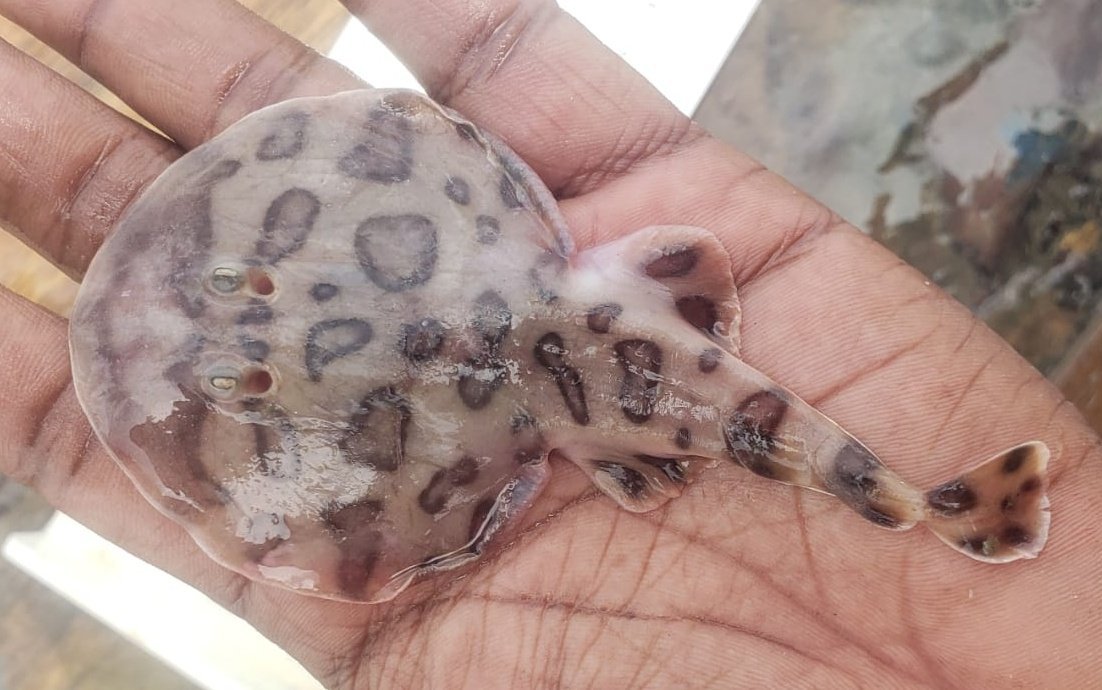 Smallest and largest rays (