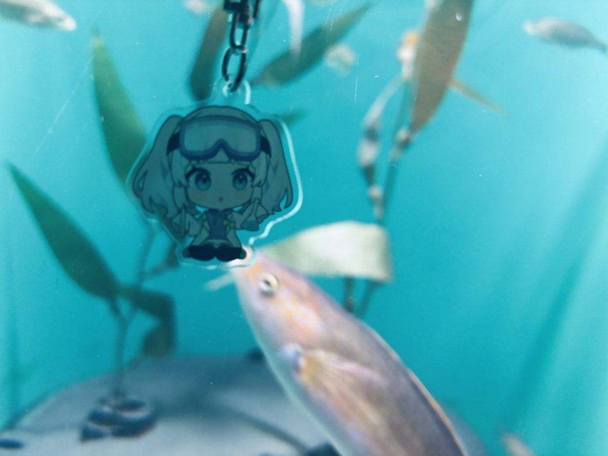 Cipu0130's tweet photo. 水族館に行ってきました🐟

順番に、食べらレイラーチャンネル、グレートバリアリーフに現れた砂漠の王、食べられるiemon×2です

 #レイラーフォト
 #うぱ日記 
 #いえもなーと
(お2人はお出かけタグが無いためFAタグで失礼します) https://t.co/VIRpM24zae