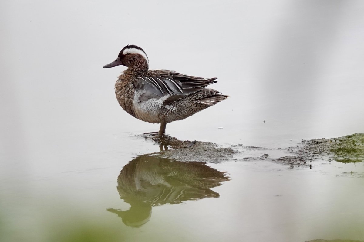 DarbyBug's tweet photo. This Garganey is showing very nicely at #Marshside this morning - shame I had to take the pic through a bramble bush! https://t.co/5D5R5HONHc