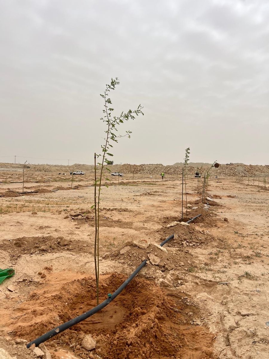 ALMISNID's tweet photo. جهود وزارة الصناعة والثروة المعدنية في الاستدامة البيئية
(ممثلة بالشركة السعودية لخدمات التعدين #إسناد)
• الموقع المستهدف: مواقع الرخص ومحيط مجمع #العوشزية التعديني جنوبي #عنيزة.
• الهدف المرحلي: زراعة 10,000 شجرة في المجمع.
• الأنواع المزروعة: (الطلح، القرض، الأثل)، وذلك بالتنسيق مع المركز الوطني لتنمية الغطاء النباتي لضمان ملاءمتها للبيئة المحلية.
• إنجازات القطاع التعديني:
• زراعة أكثر من 4 ملايين شجرة في مختلف مناطق المملكة.
• منها 1.9 مليون شجرة زُرعت خلال عام 2025م.
• التشريعات والمشاركة المجتمعية:
• إلزام كل مرخص بزراعة 3,000 شجرة في عموم المجمعات التعدينية بالمملكة.
• تفعيل دور المرخصين وتوسيع مشاركتهم كجزء من مسؤوليتهم المجتمعية ودعمهم للبيئة.