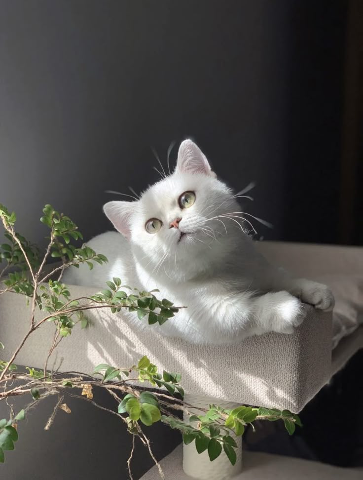 CATIZEN tweet media