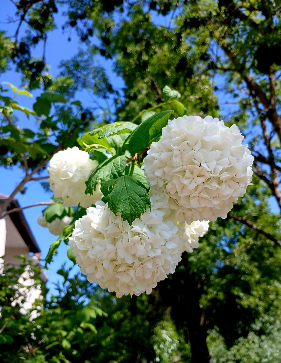 Dreamheadz's tweet image. #photo Francis H Powell #naturephoto #flowers